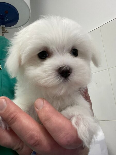 Pui Bichon Maltez – Mascul, 2 luni, microcipat si vaccinat