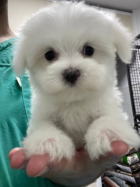 Pui Bichon Maltez – Mascul, 2 luni, microcipat si vaccinat