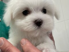 Pui Bichon Maltez – Mascul, 2 luni, microcipat si vaccinat