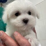 Pui Bichon Maltez – Mascul, 2 luni, microcipat si vaccinat