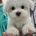 Pui Bichon Maltez – Mascul, 2 luni, microcipat si vaccinat